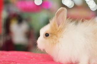 甜心兔最初爆料出来的视频,幕后真相大起底